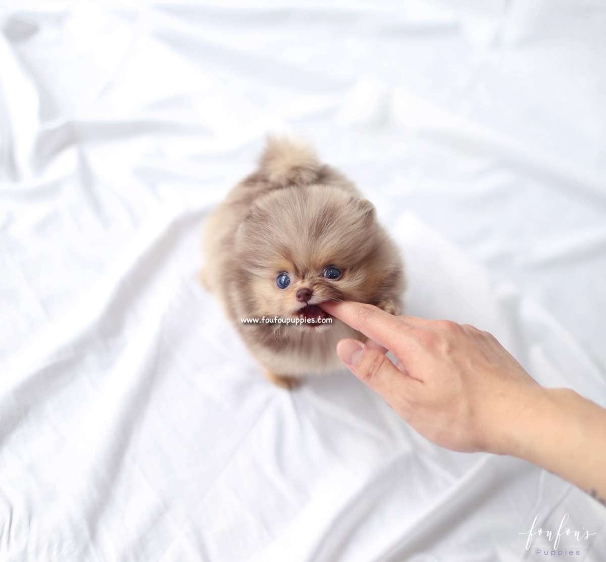 Duke - Pomeranian M.