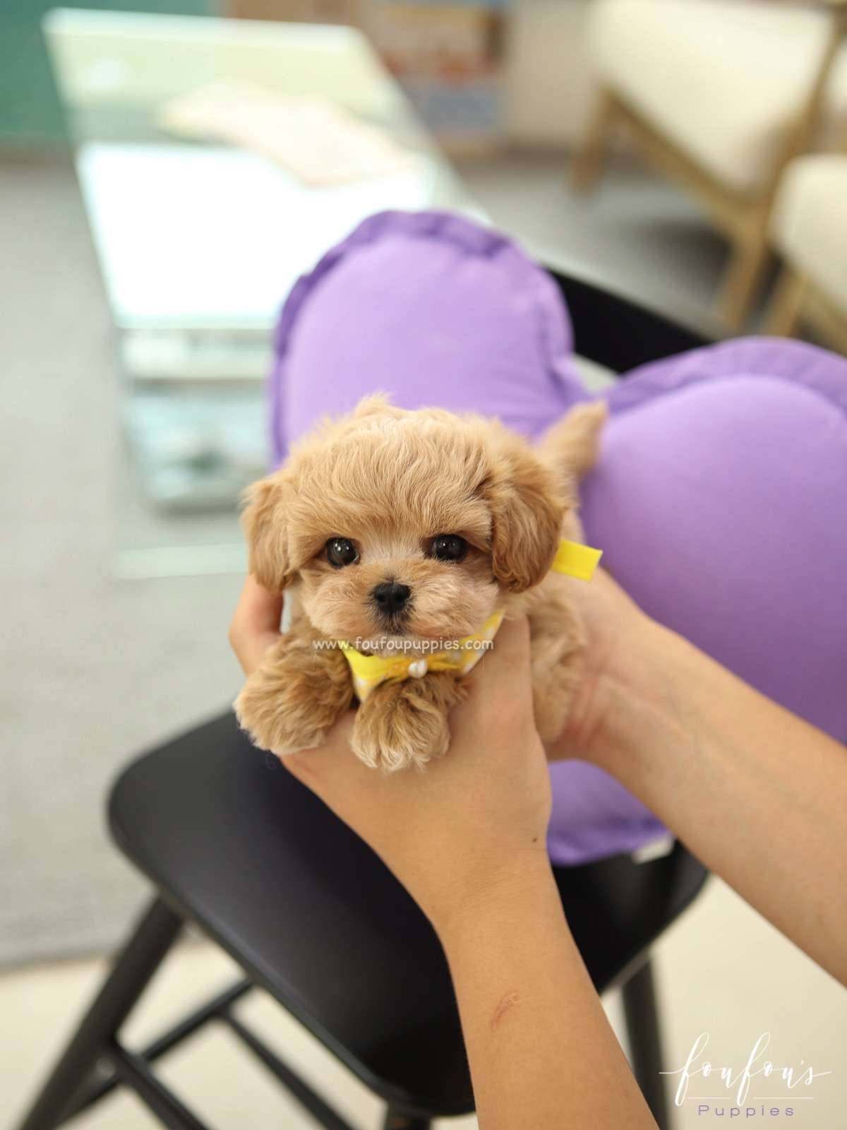 Kobe - Maltipoo M.