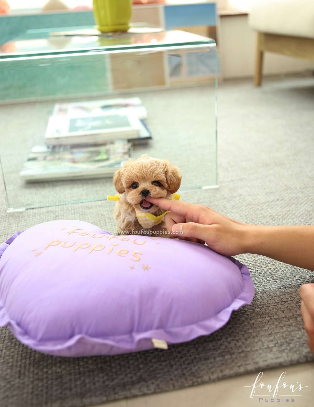 Kobe - Maltipoo M.