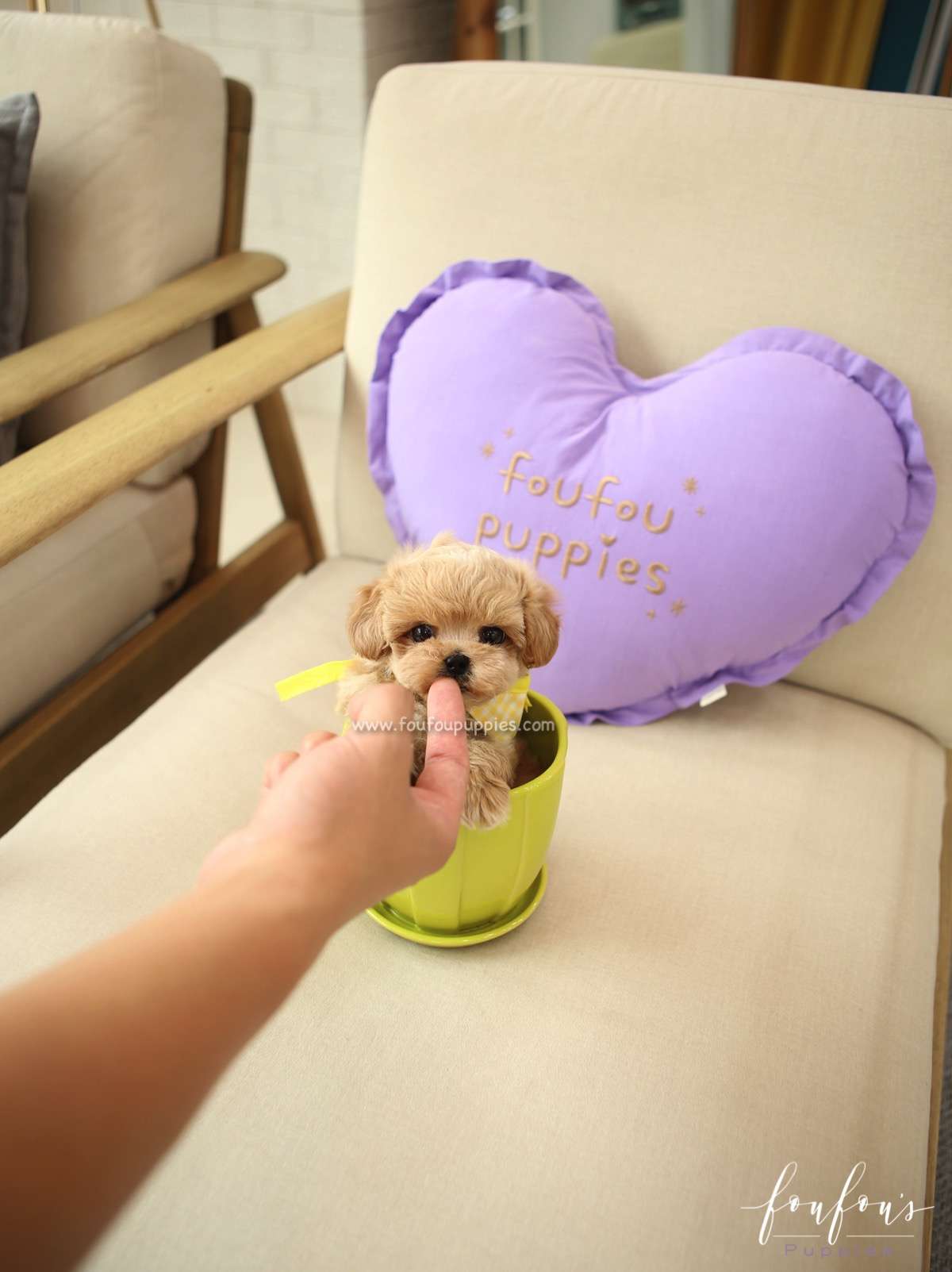Kobe - Maltipoo M.