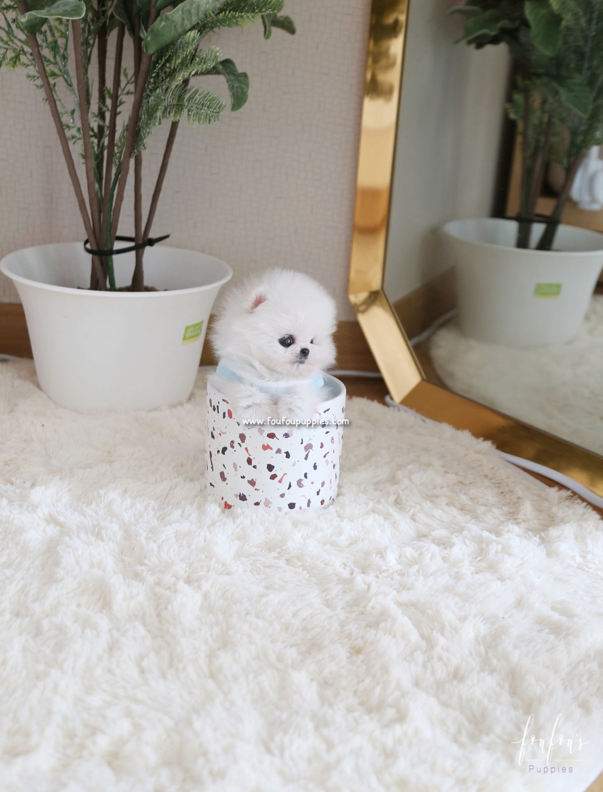 Kyle - Pomeranian M.