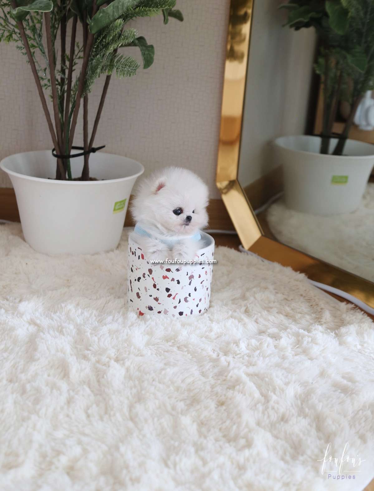 Kyle - Pomeranian M.