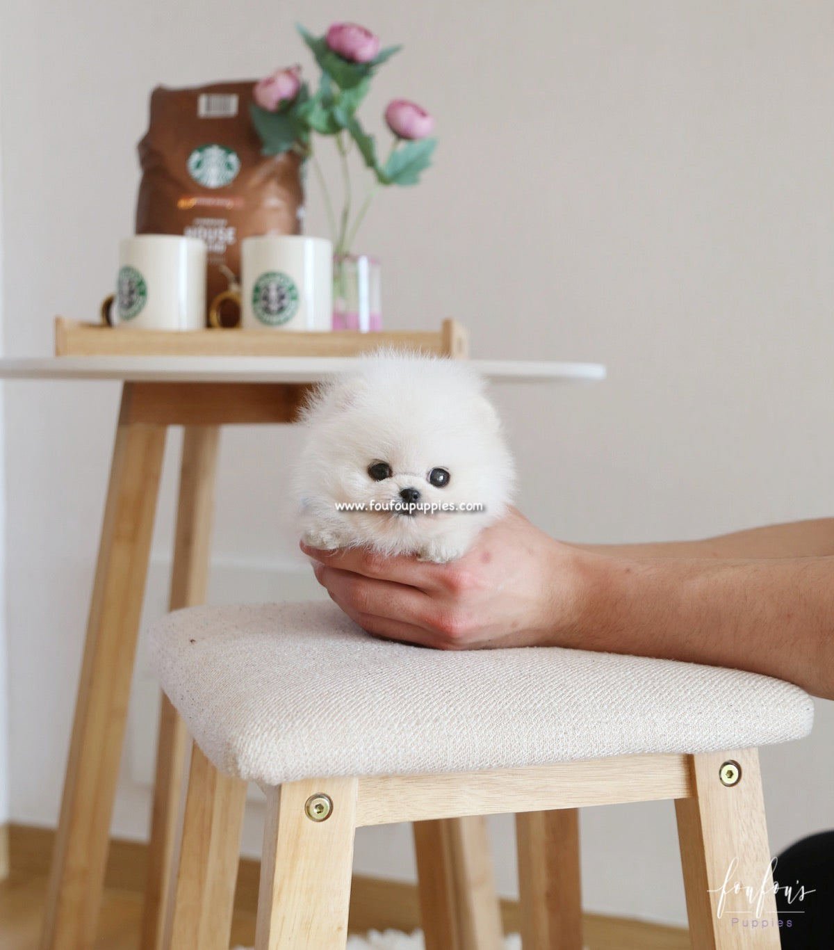 Kyle - Pomeranian M.