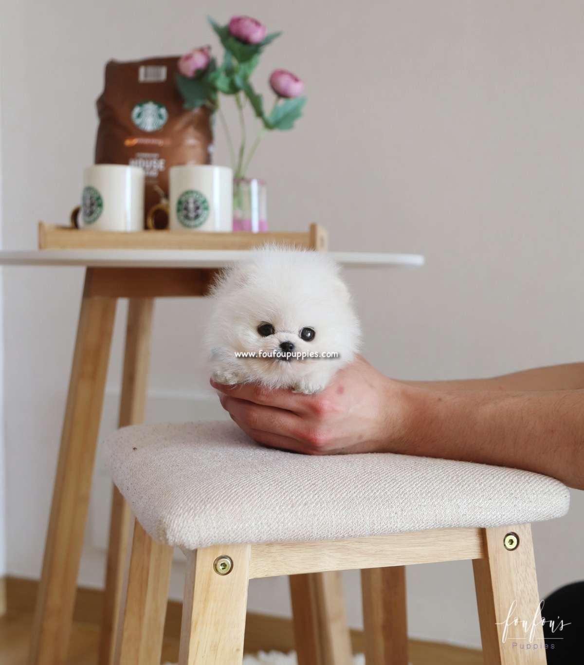 Kyle - Pomeranian M.