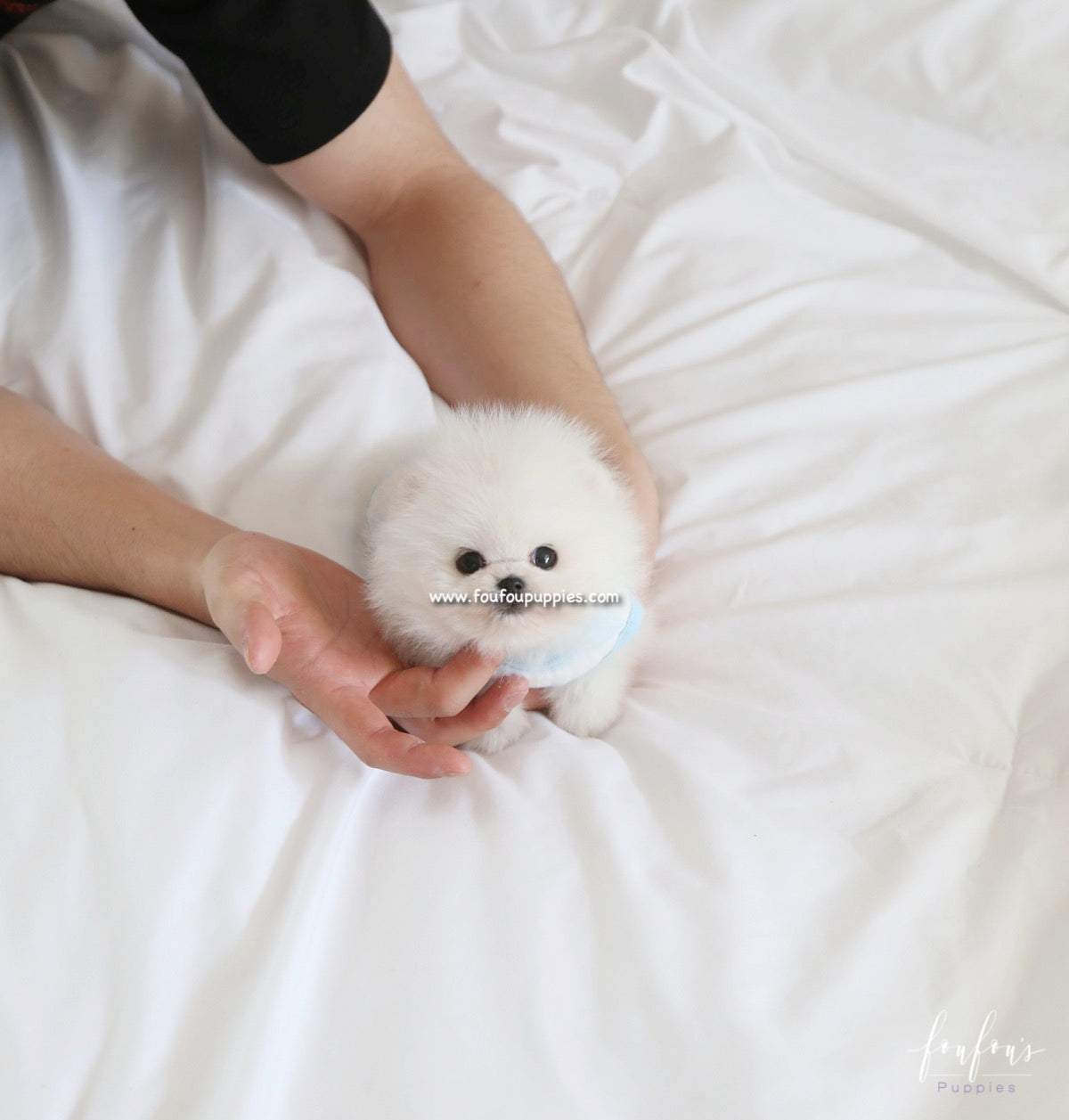 Kyle - Pomeranian M.