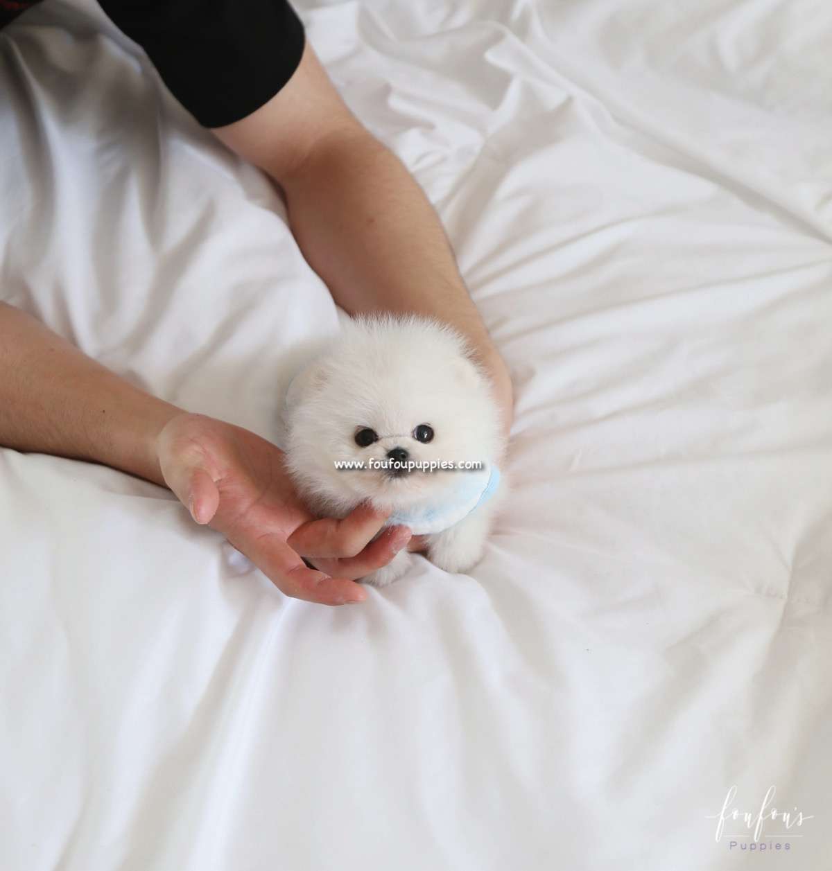 Kyle - Pomeranian M.