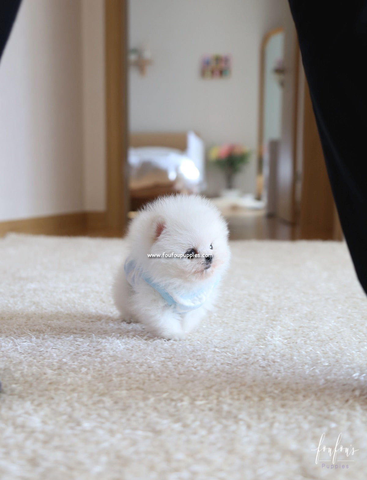 Kyle - Pomeranian M.