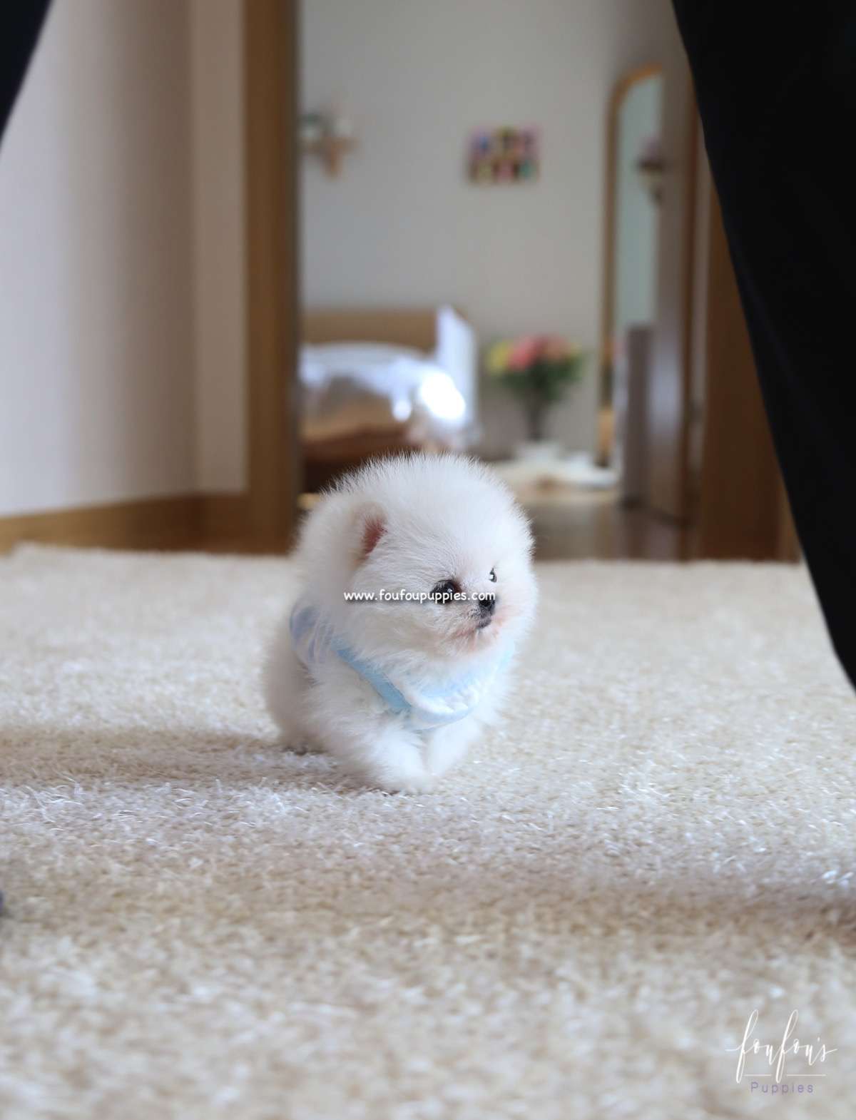Kyle - Pomeranian M.