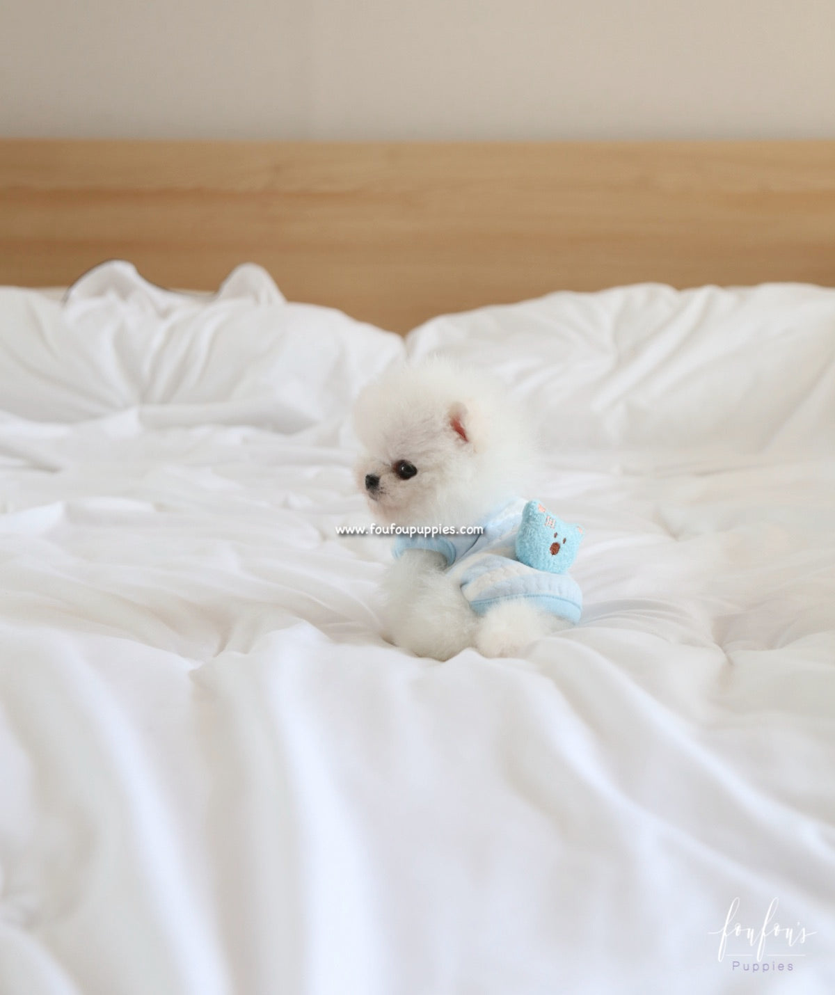 Kyle - Pomeranian M.