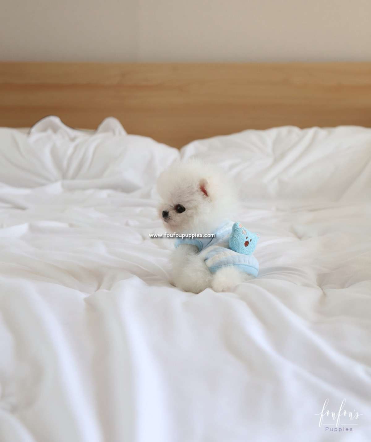 Kyle - Pomeranian M.