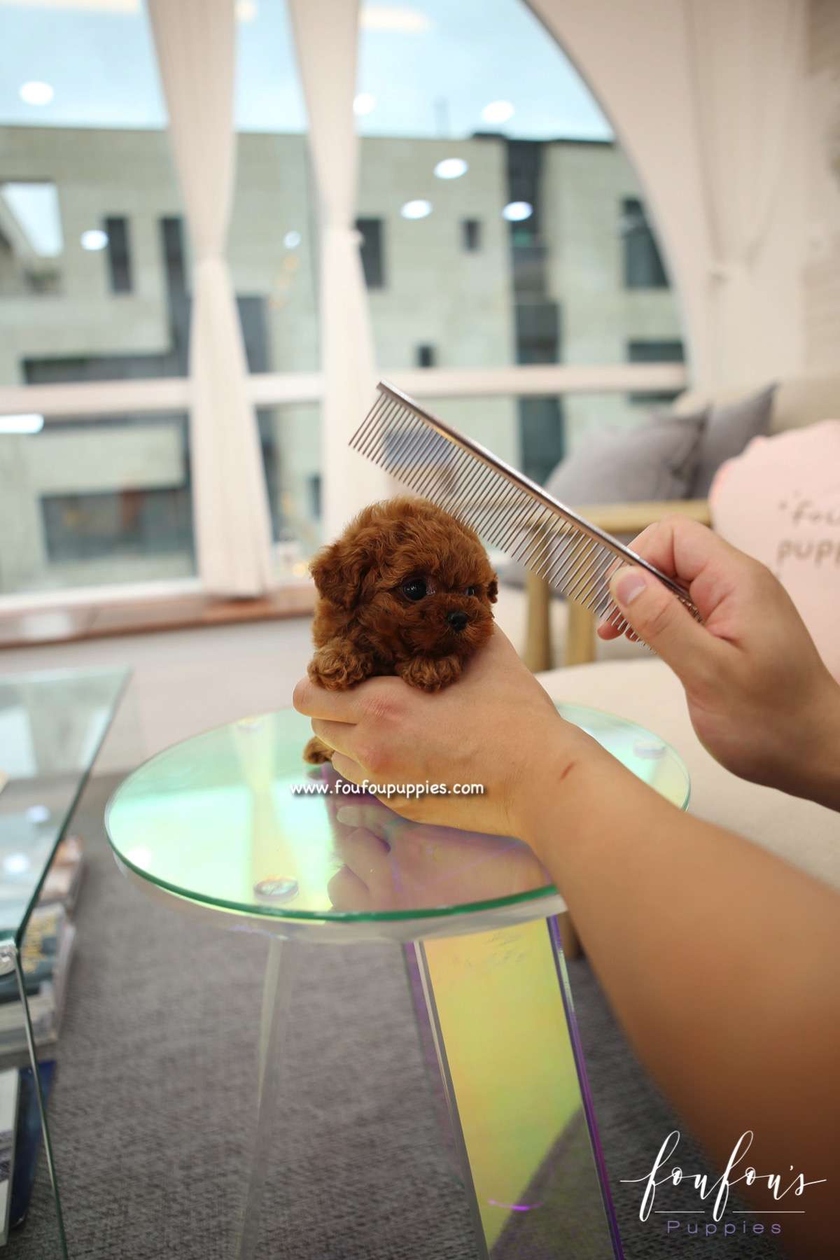 Lancel - Poodle F.