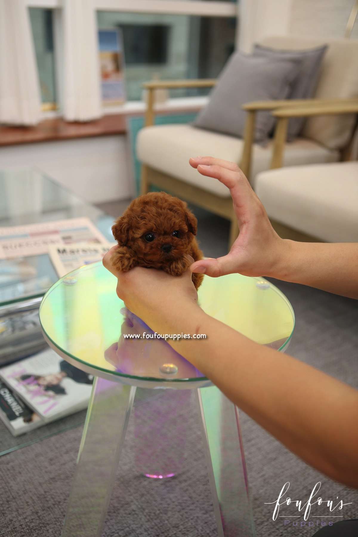 Lancel - Poodle F.