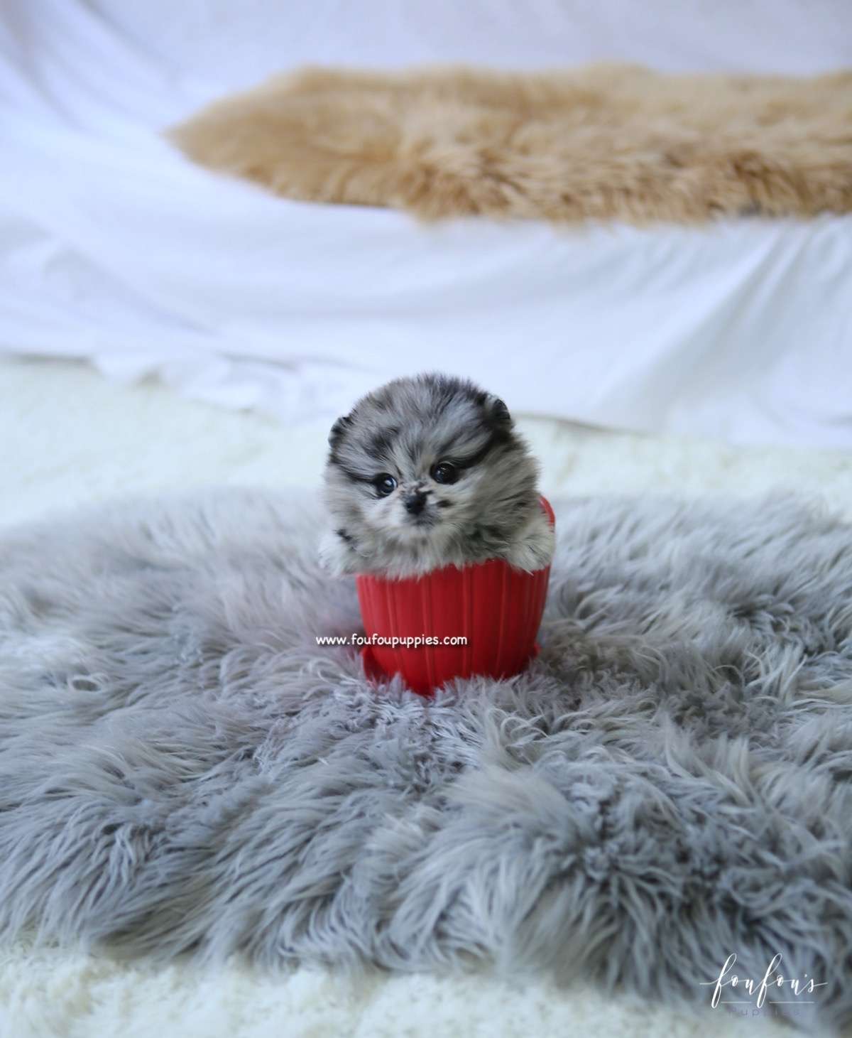 Zack - Pomeranian M.