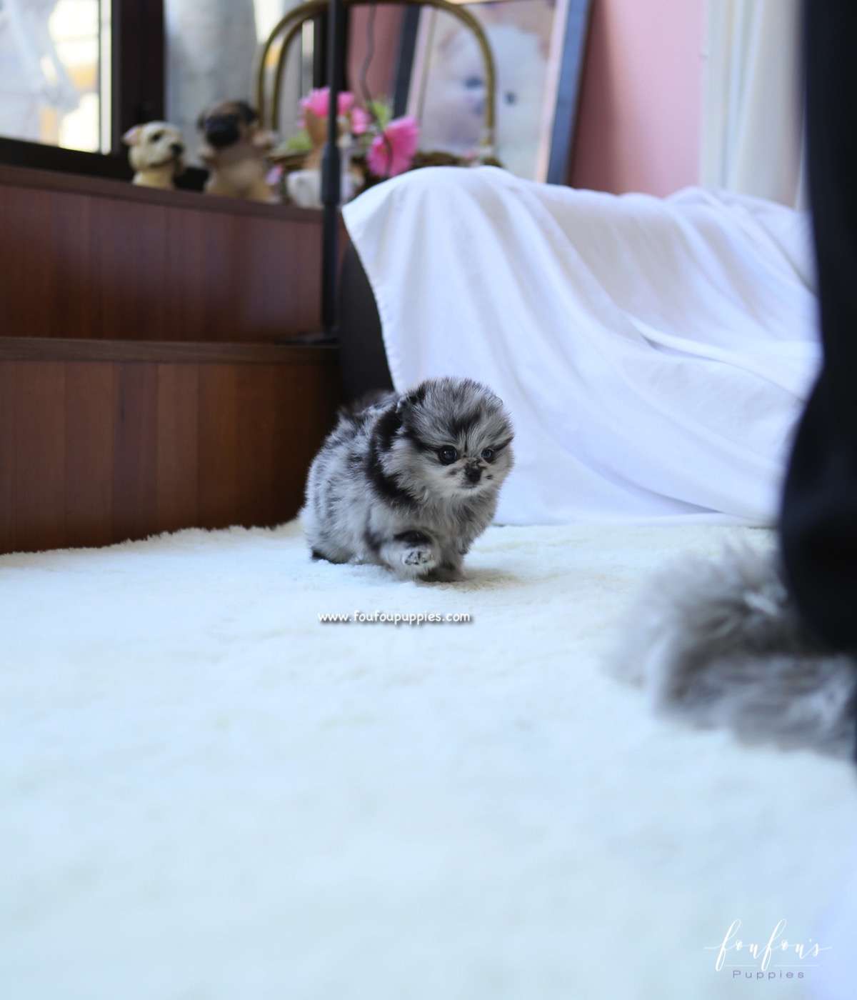 Zack - Pomeranian M.