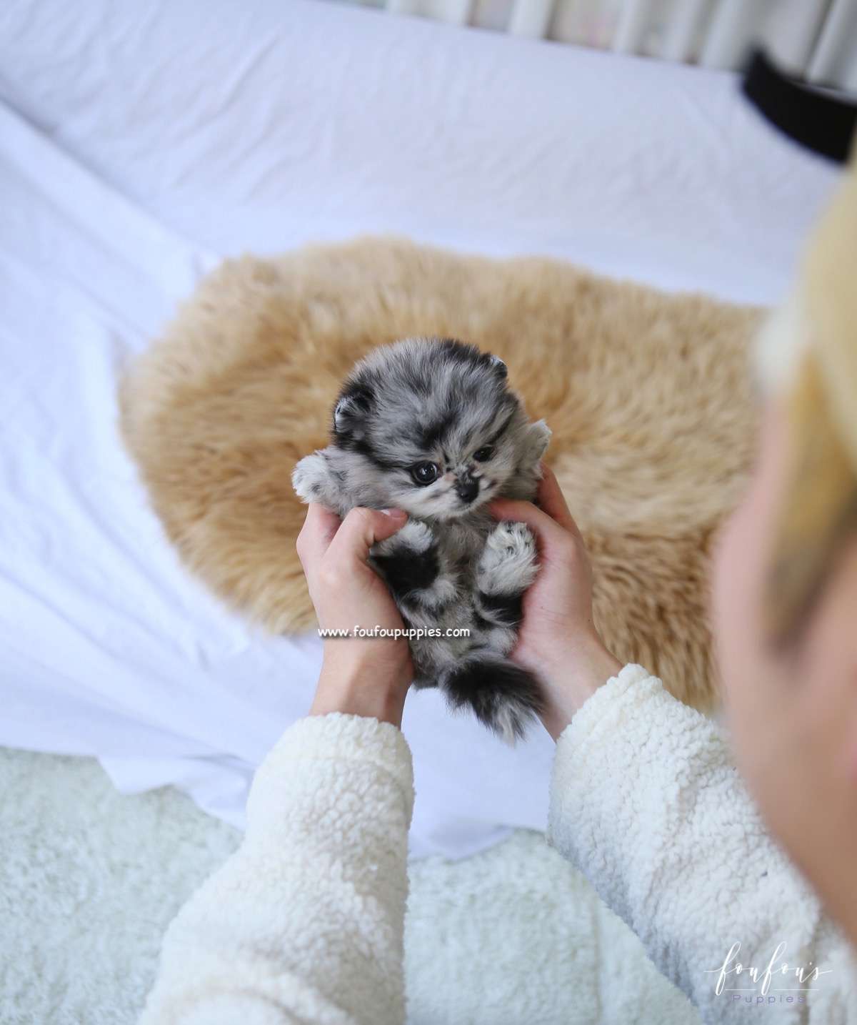 Zack - Pomeranian M.