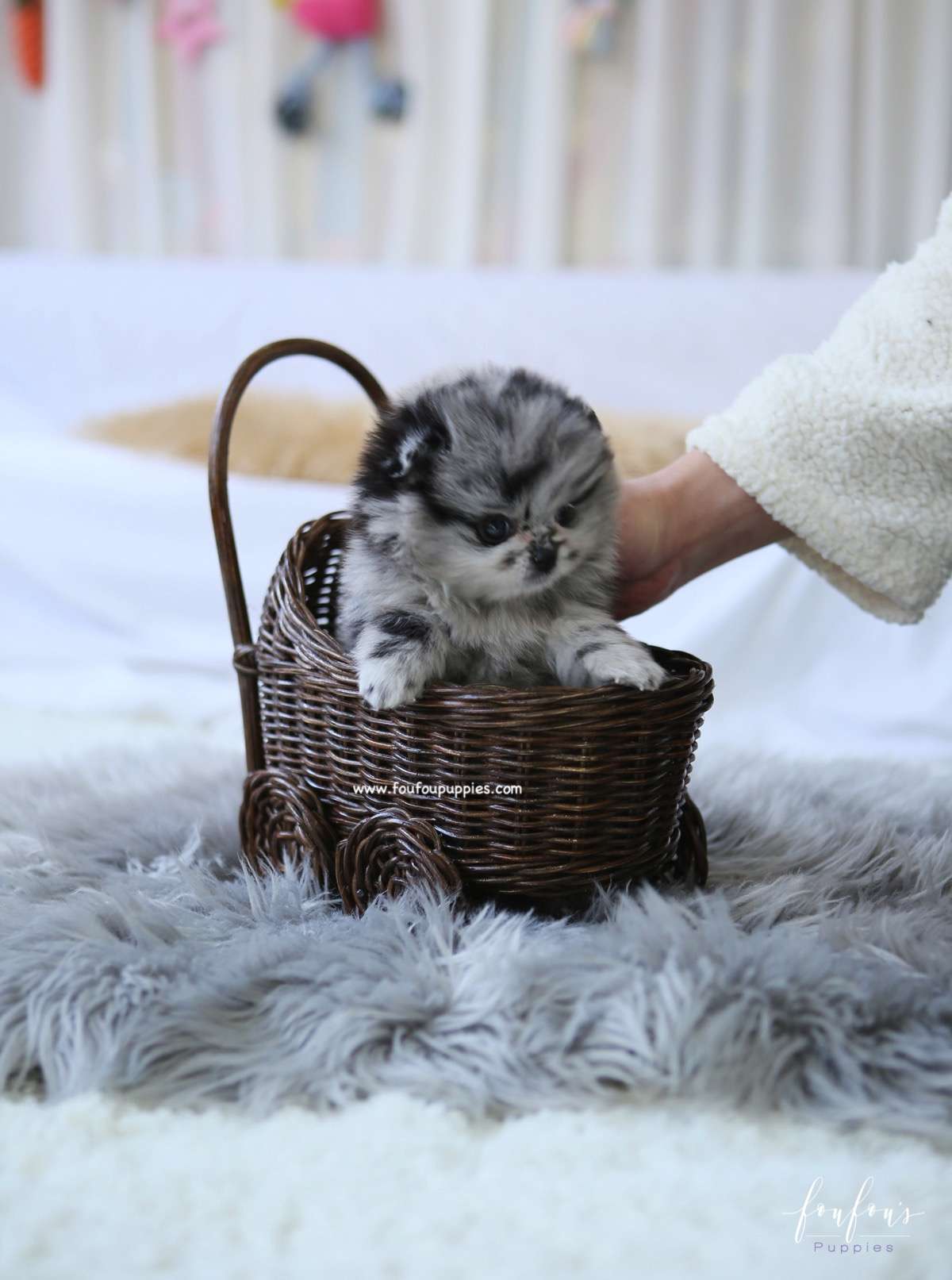 Zack - Pomeranian M.