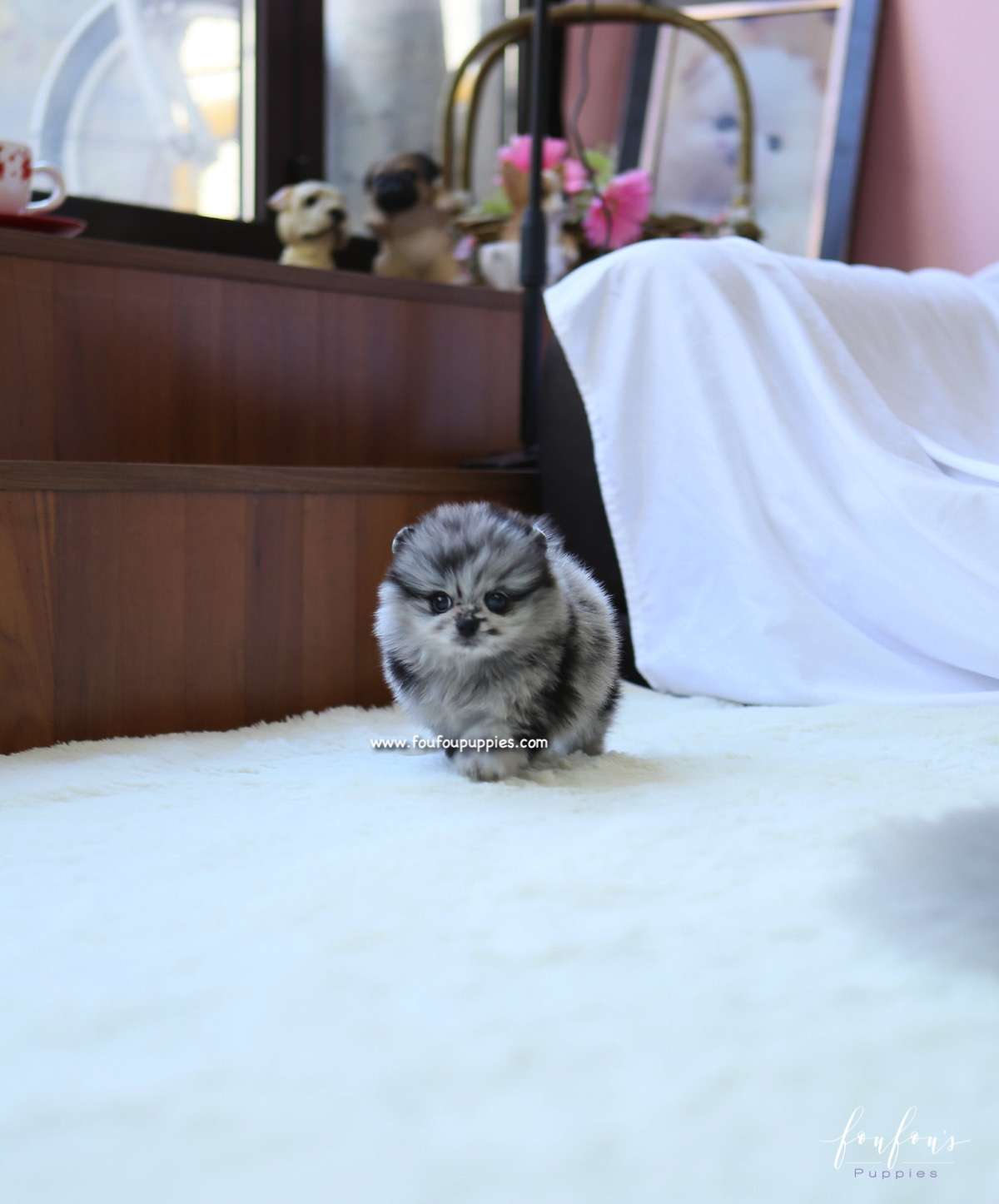 Zack - Pomeranian M.