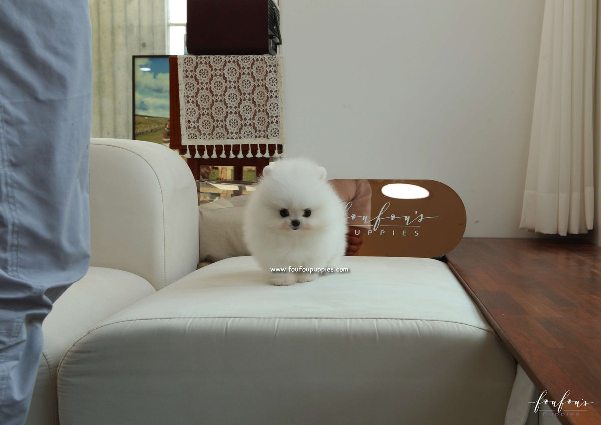 Adora - Pomeranian F.