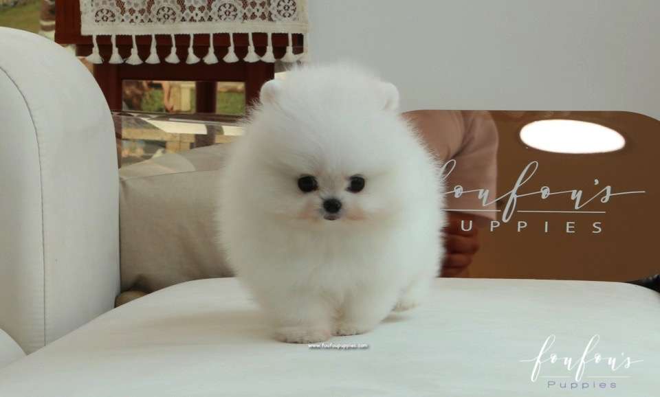 Adora - Pomeranian F.