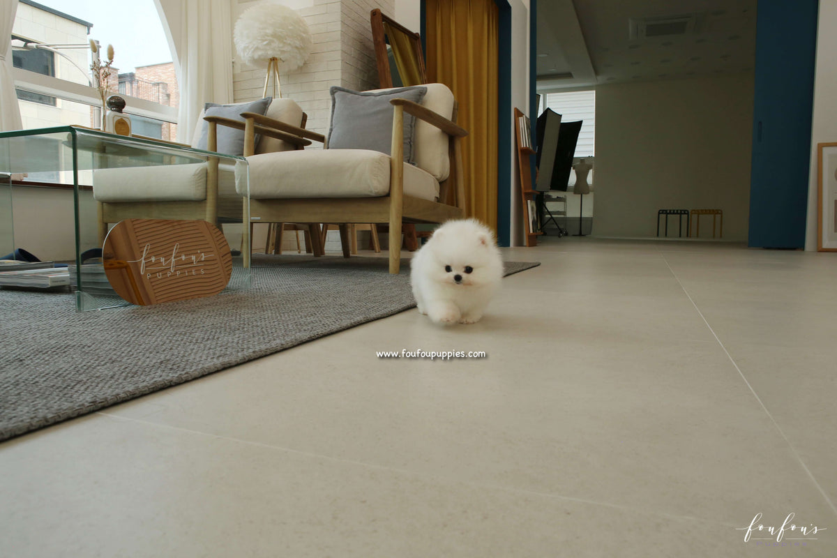 Adora - Pomeranian F.