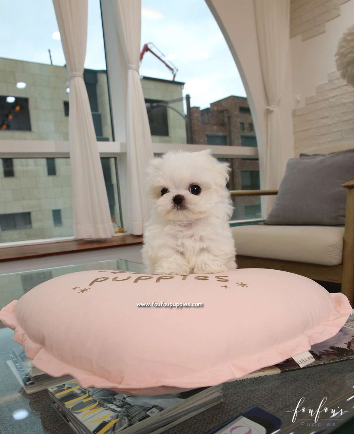 Lady - Maltese F.