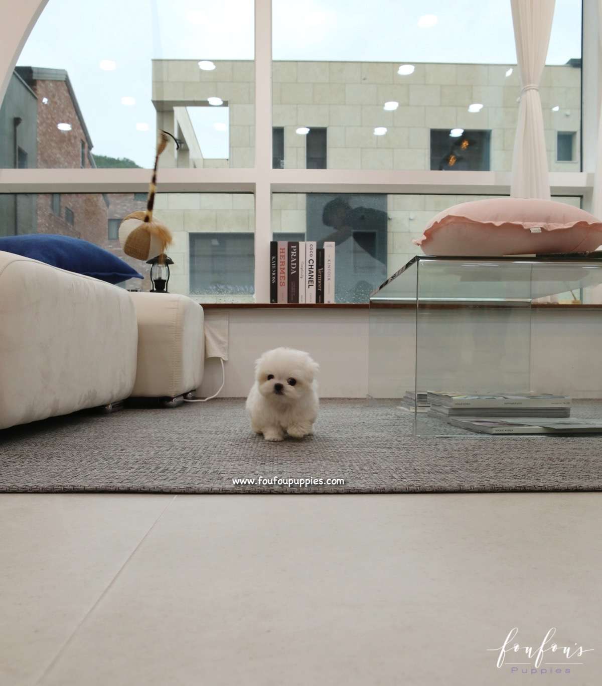 Lady - Maltese F.