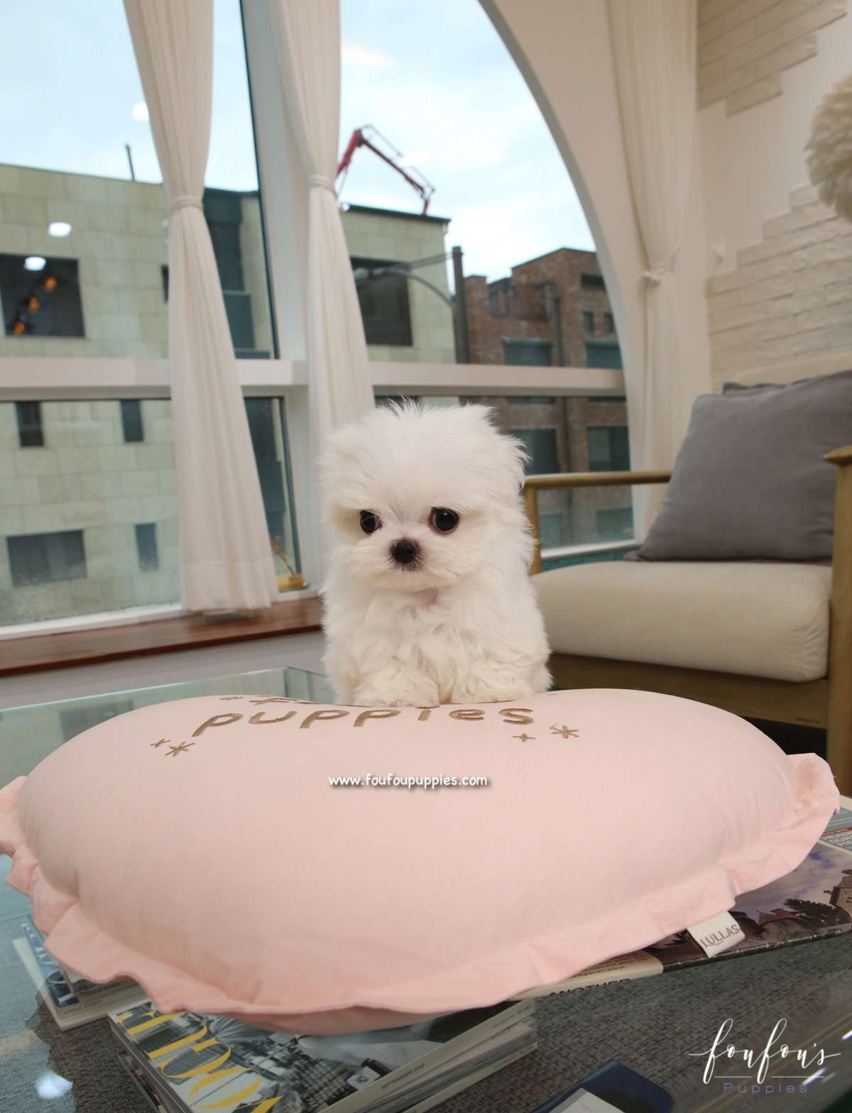 Lady - Maltese F.