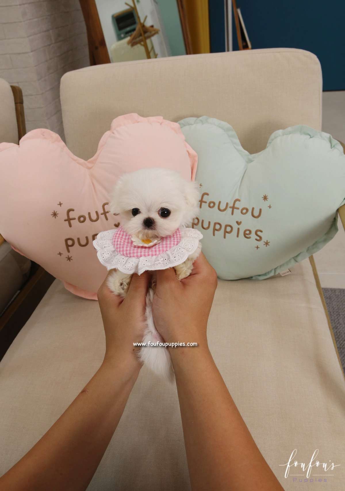 Lady - Maltese F.