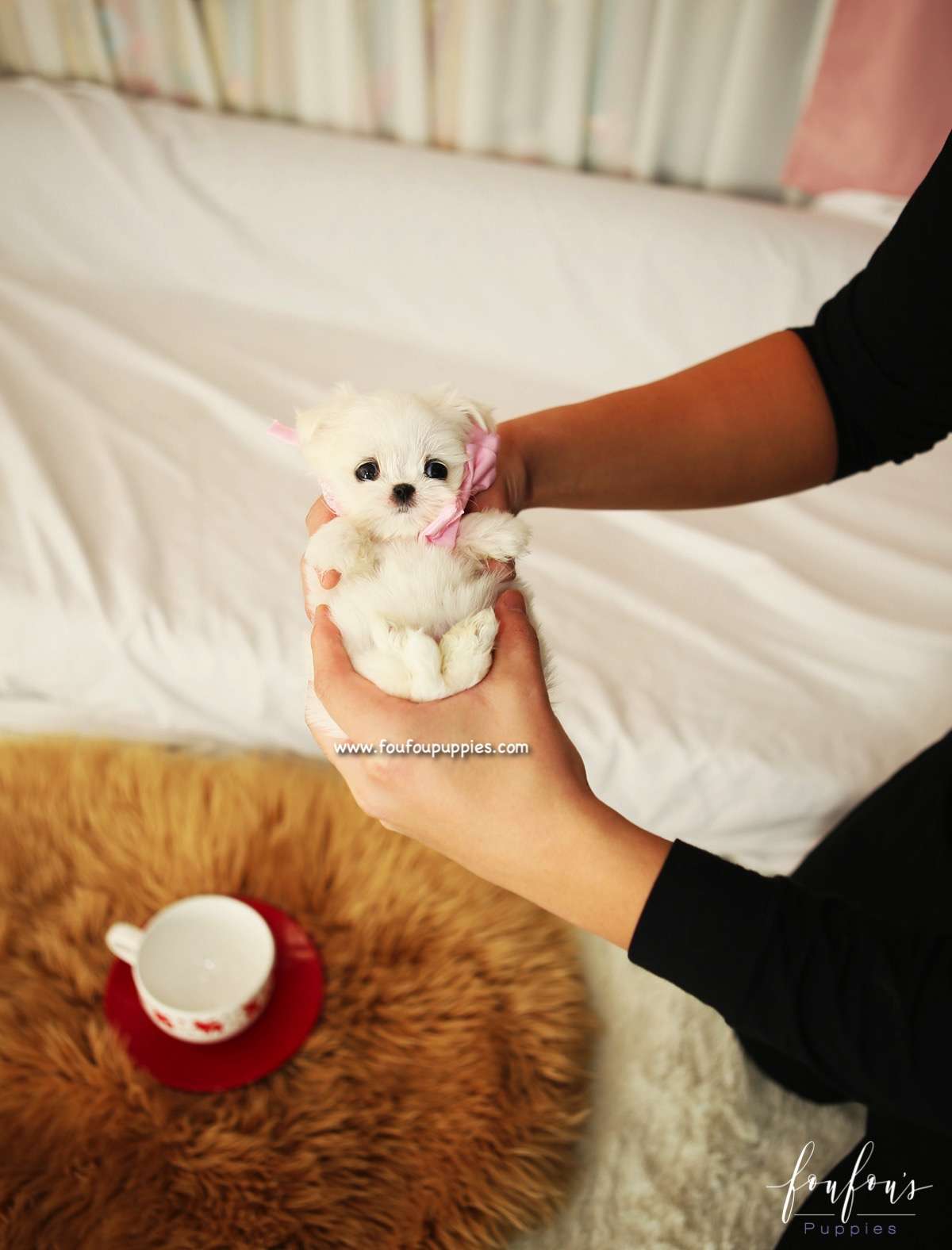 Lizzy - Maltese F.