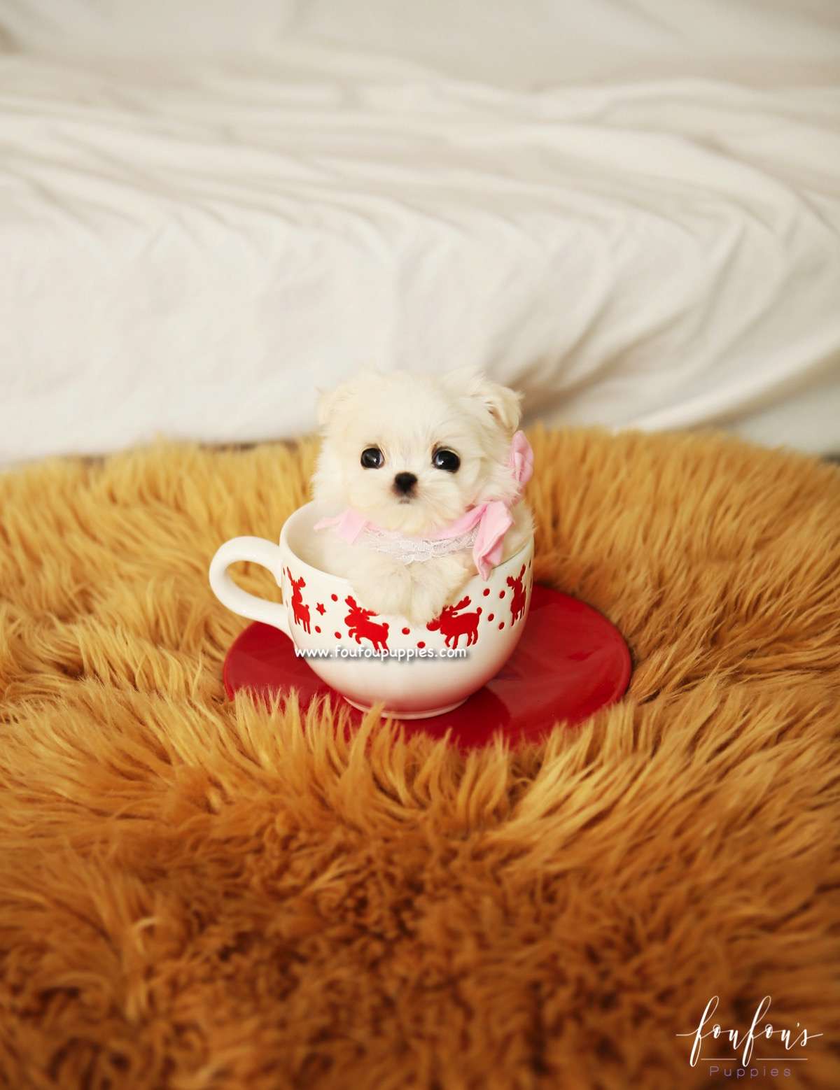Lizzy - Maltese F.