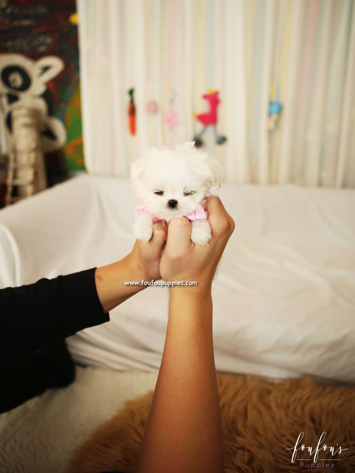 Lizzy - Maltese F.