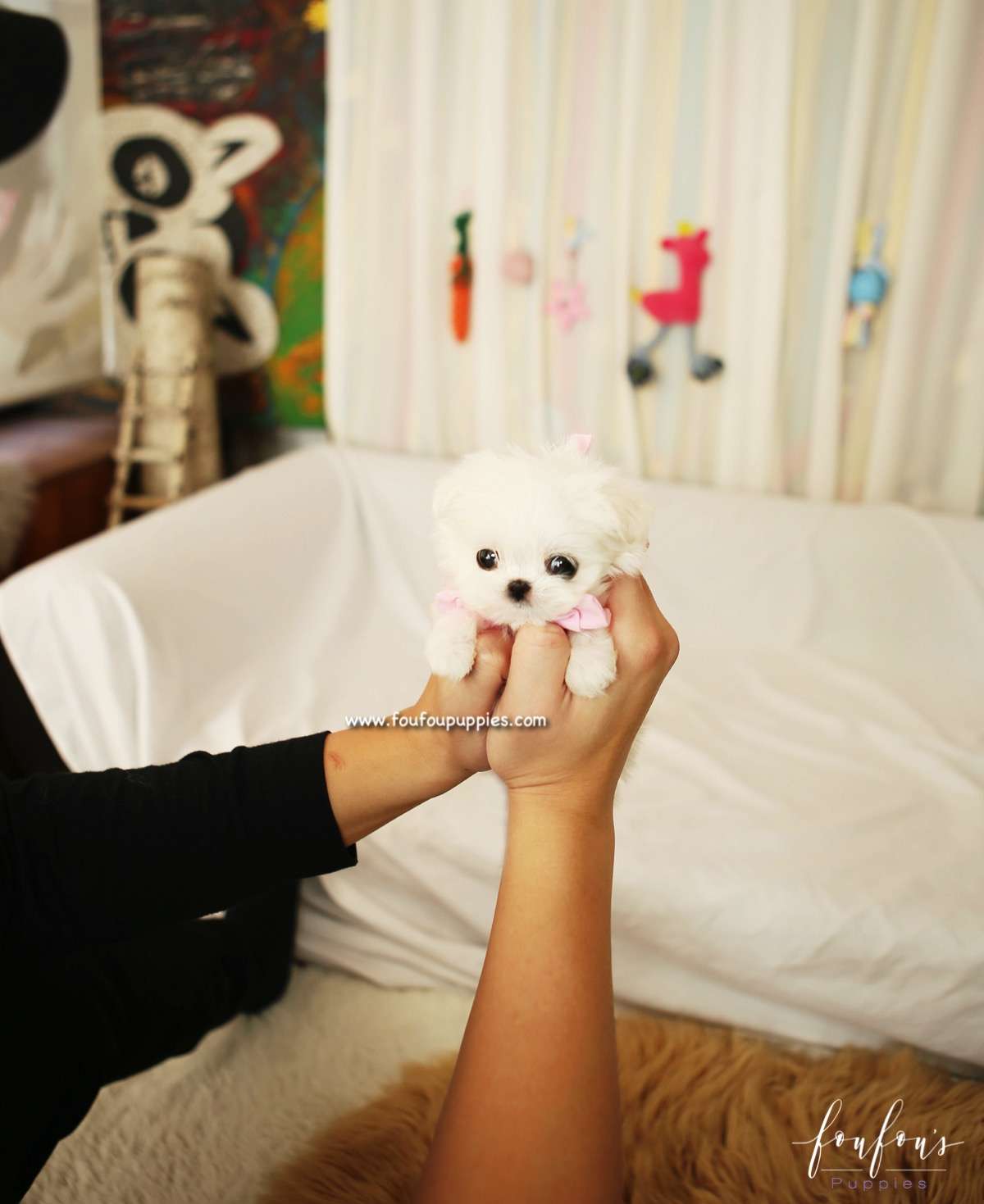 Lizzy - Maltese F.