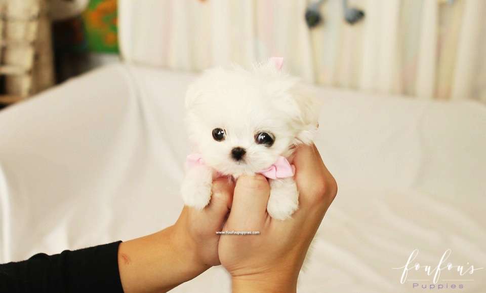 Lizzy - Maltese F.