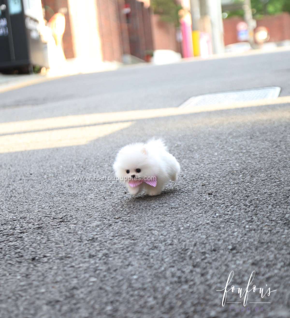 Lola - Pomeranian F.