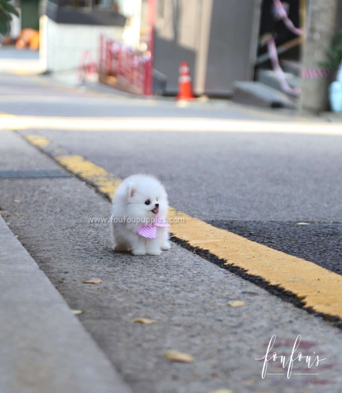 Lola - Pomeranian F.