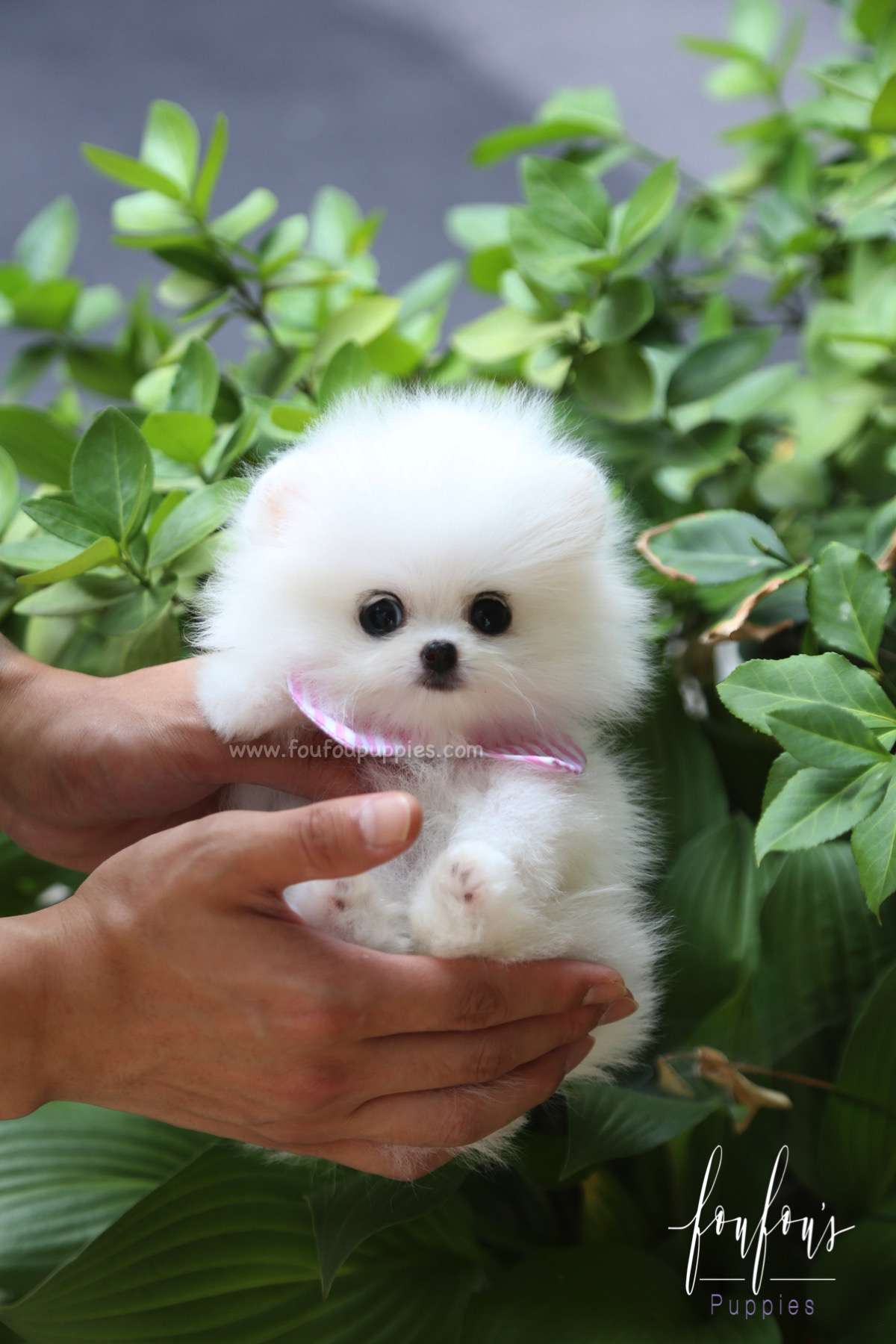 Lola - Pomeranian F.