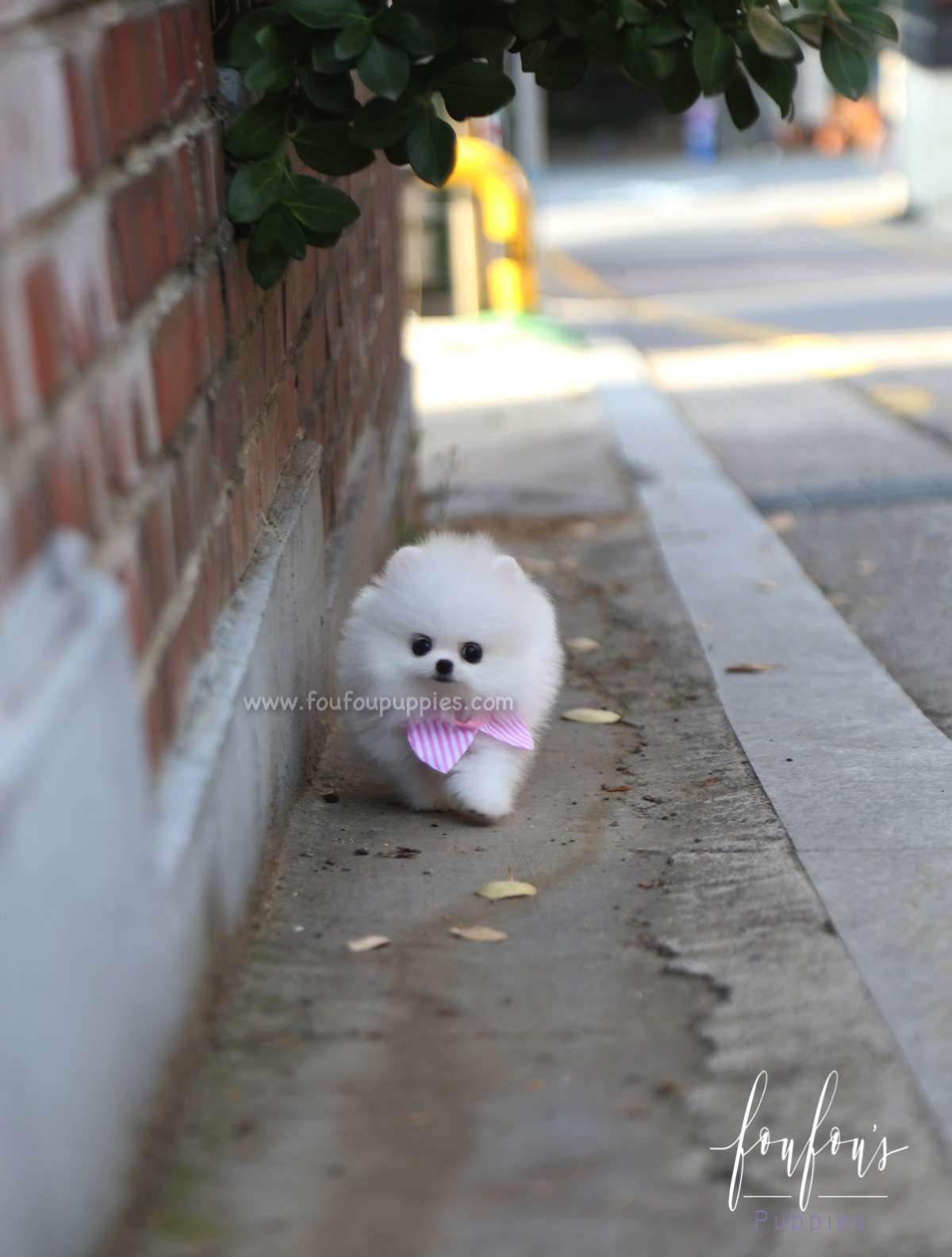 Lola - Pomeranian F.