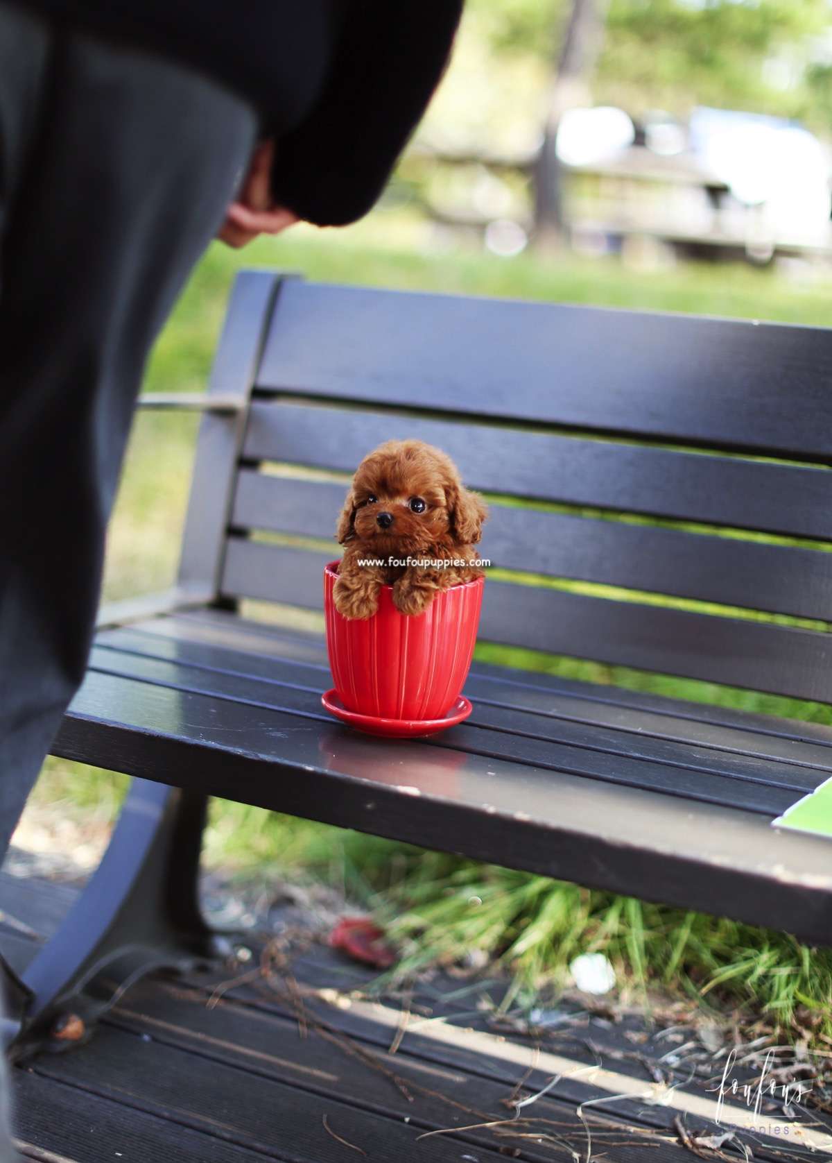 Robin - Poodle M.