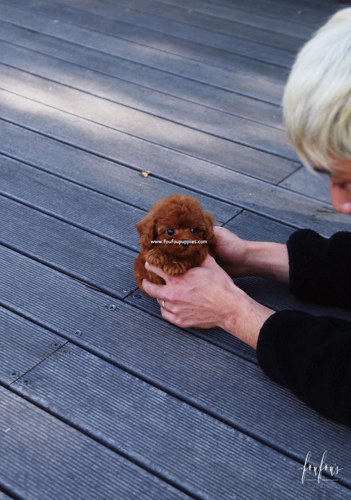 Robin - Poodle M.