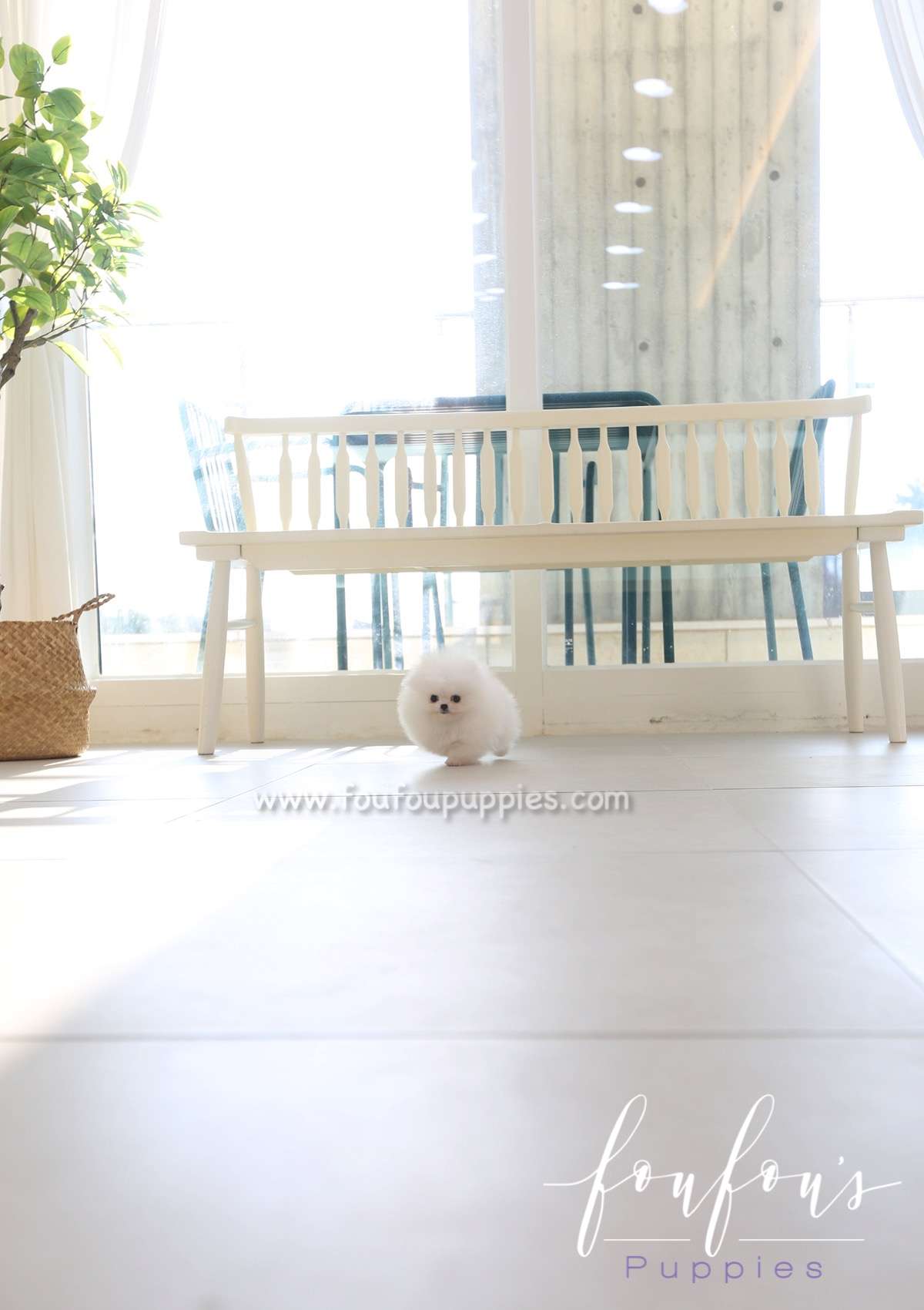 Louie - Pomeranian M.