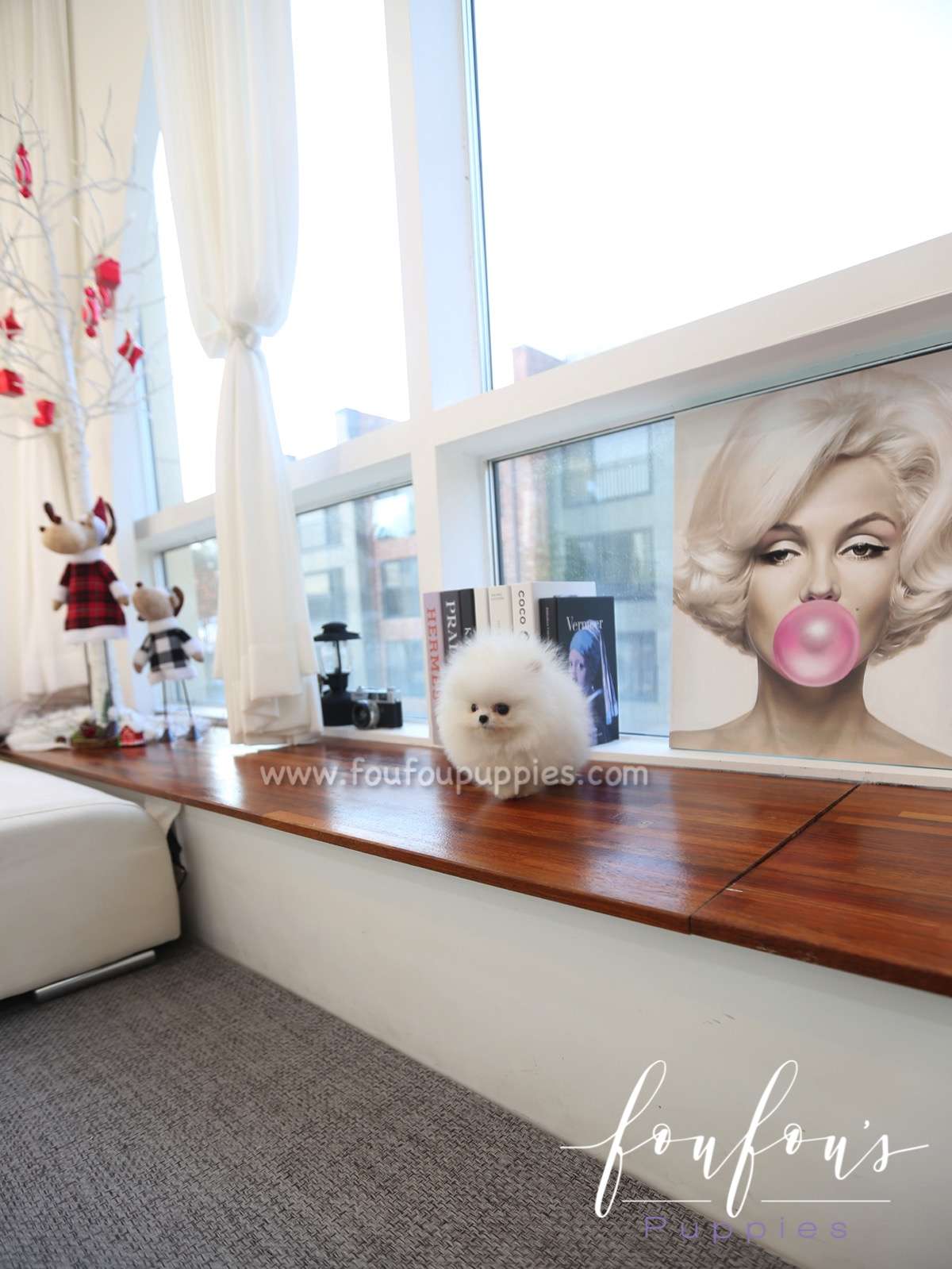 Louie - Pomeranian M.