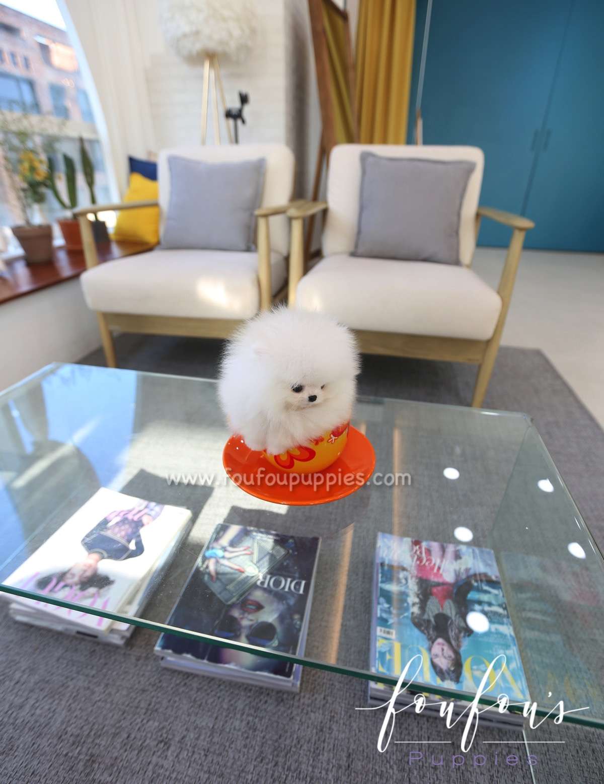 Louie - Pomeranian M.