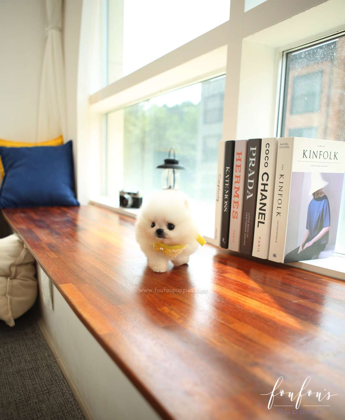 Louie - Pomeranian M.