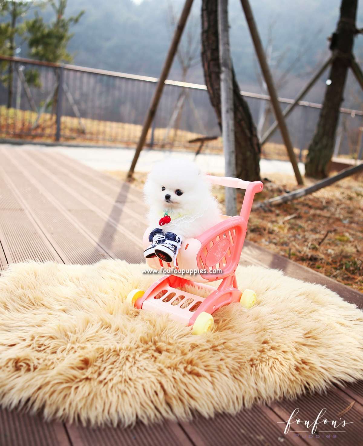 Love - Pomeranian F.
