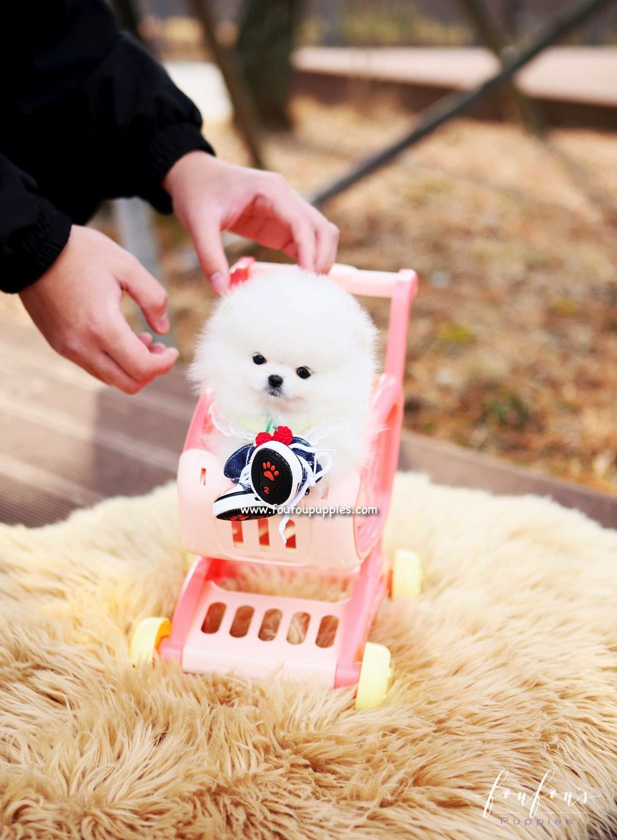 Love - Pomeranian F.