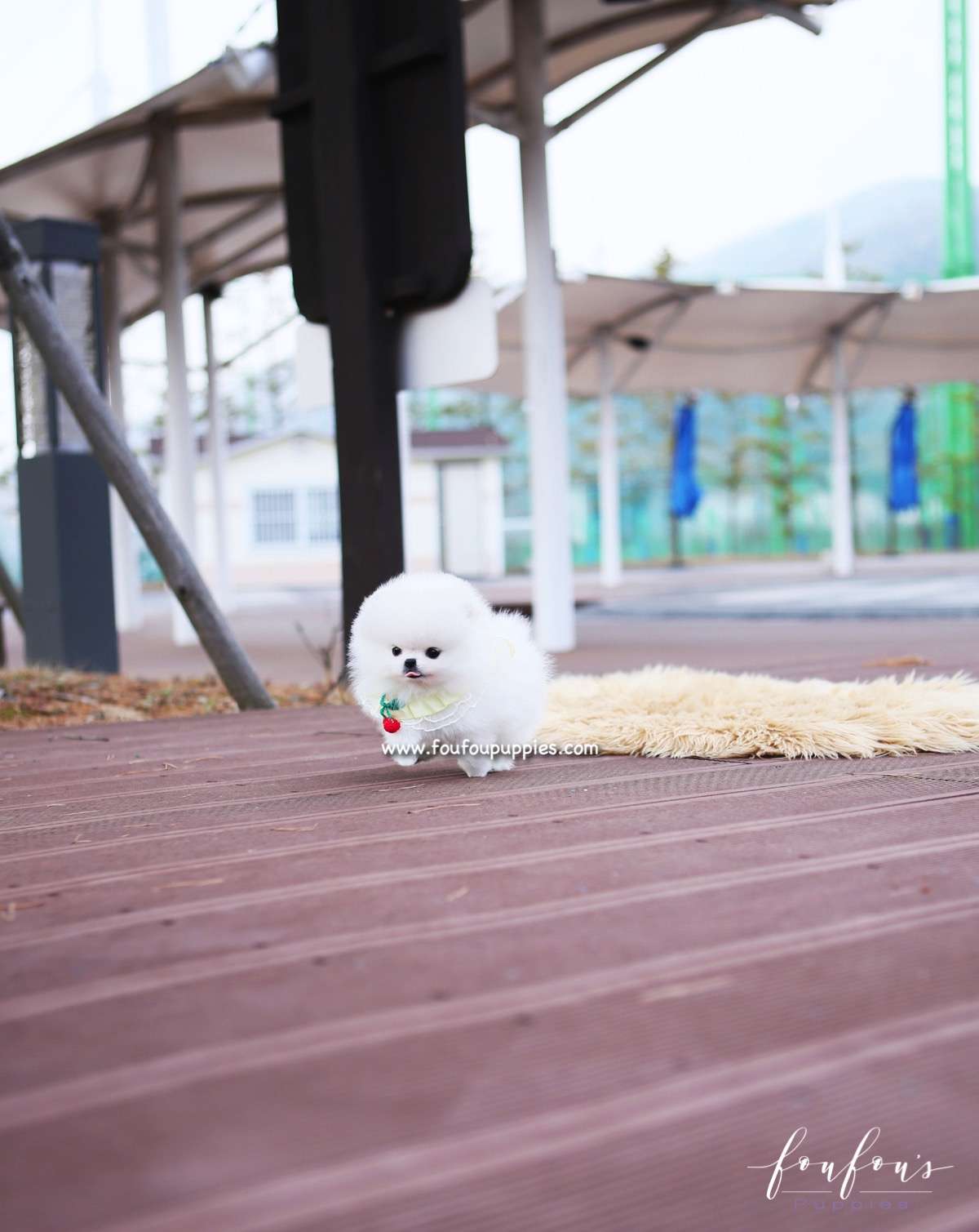 Love - Pomeranian F.