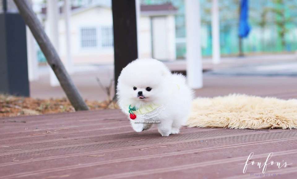 Love - Pomeranian F.