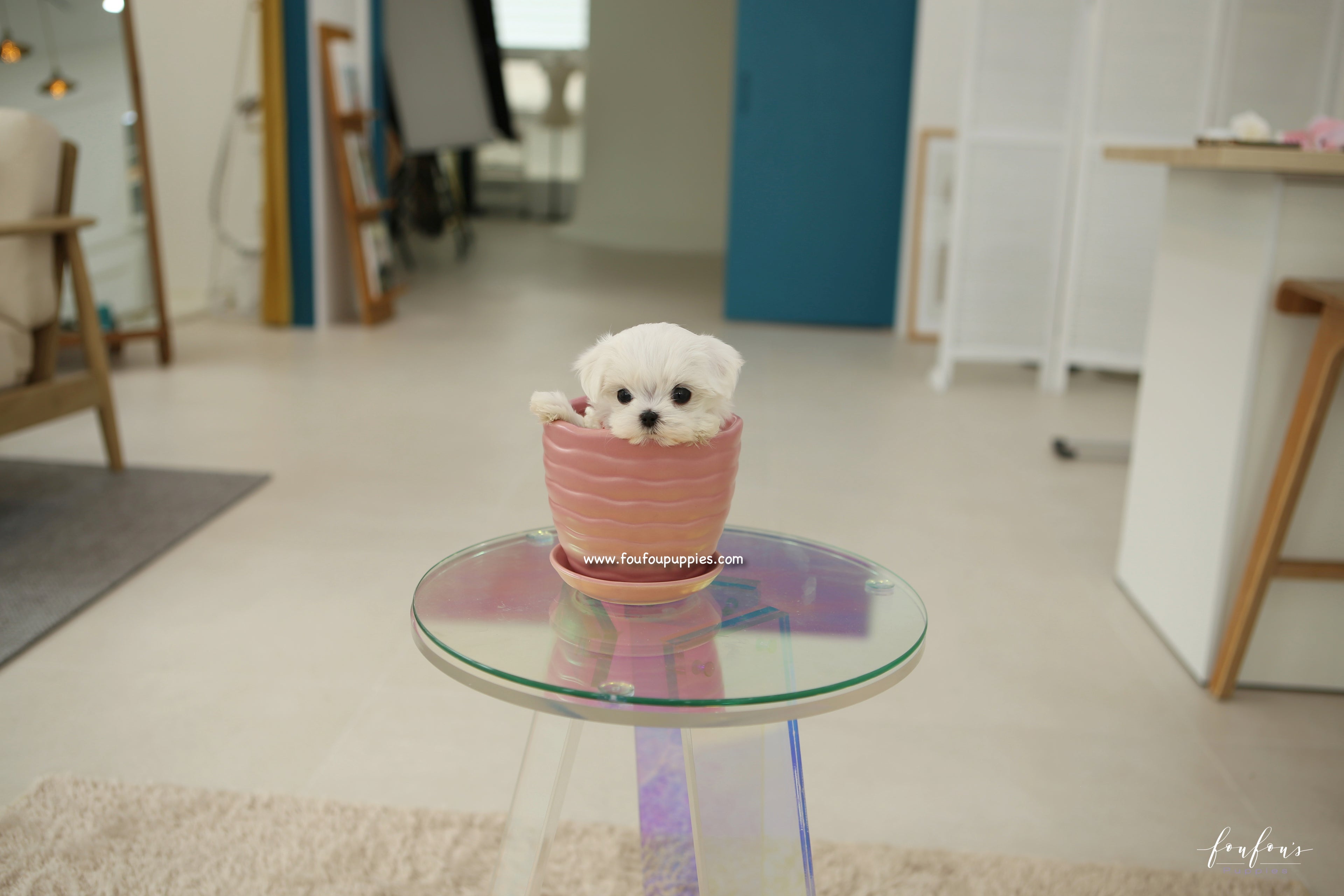 LuLu - Maltese F.