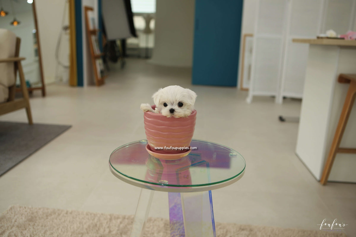 LuLu - Maltese F.