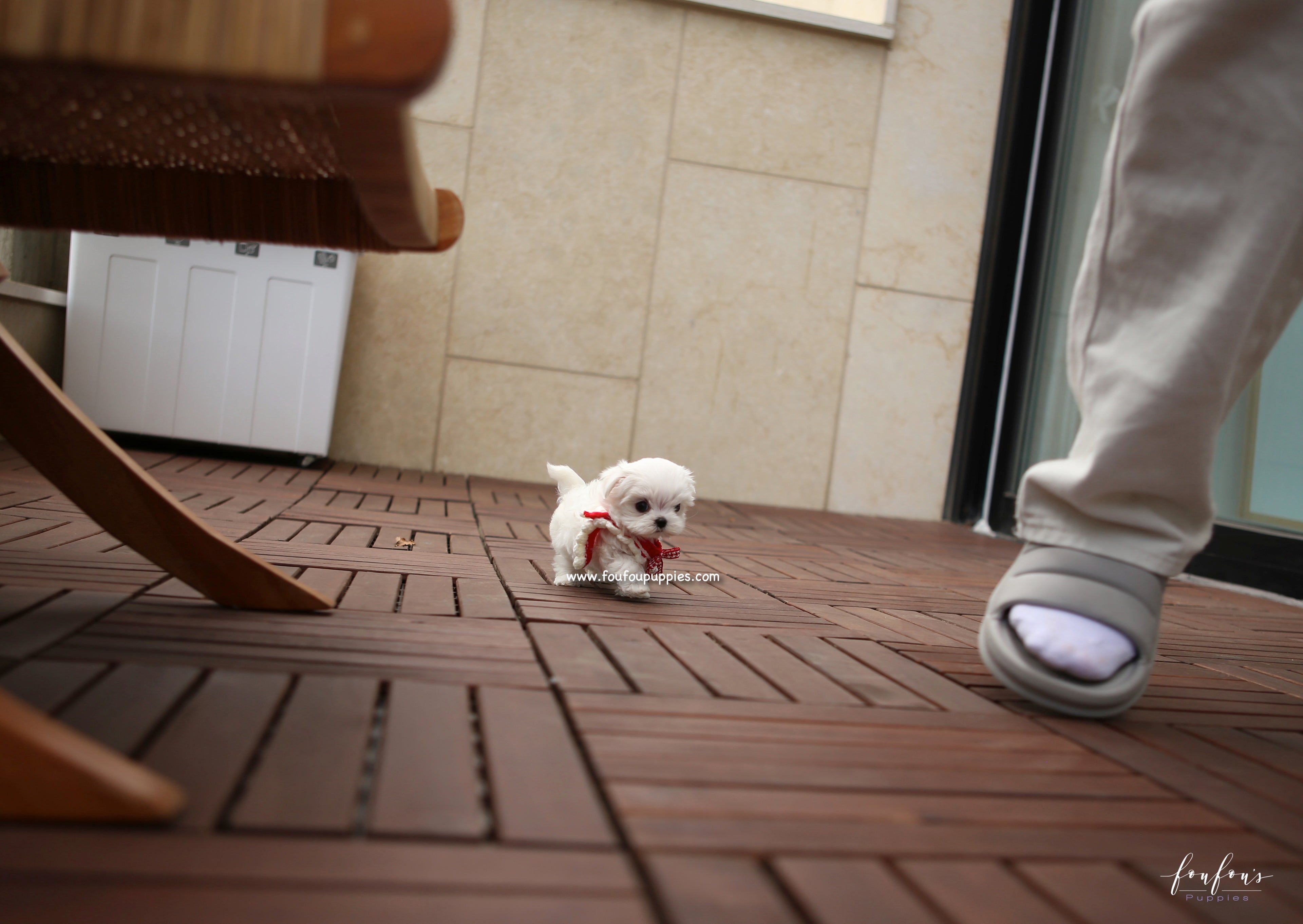 LuLu - Maltese F.